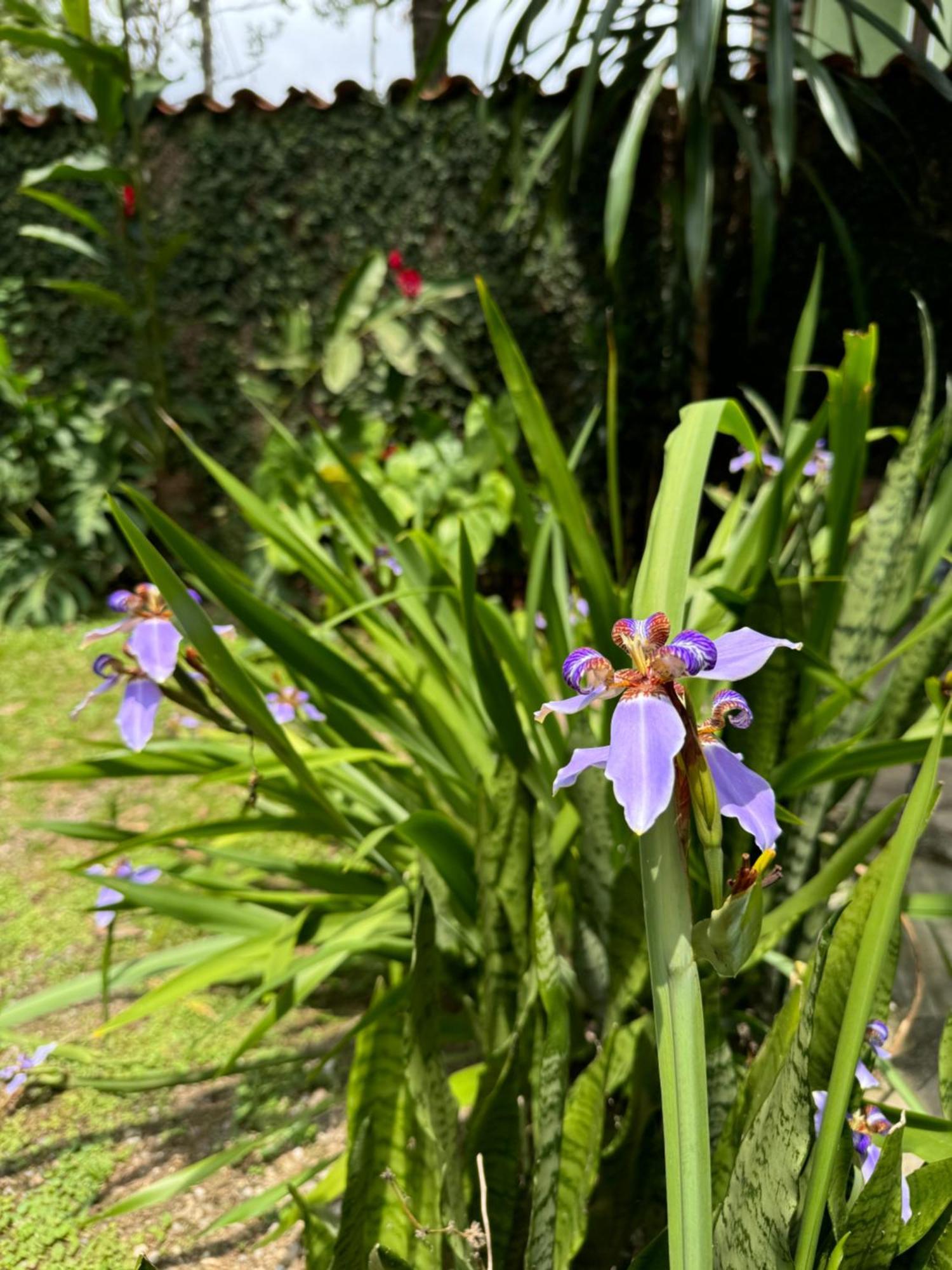 Pouso Sabia Suites Parati Extérieur photo
